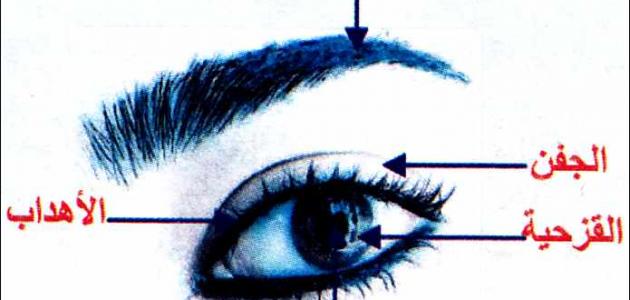 ما هو هدب العين صورة مقال ما هو هدب العين