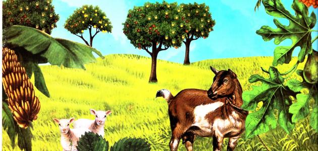 أهمية الشجرة في الحياة صورة مقال أهمية الشجرة في الحياة