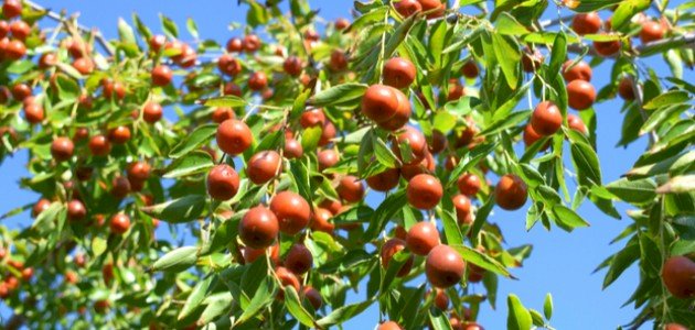 فوائد ثمرة السدر صورة مقال فوائد ثمرة السدر