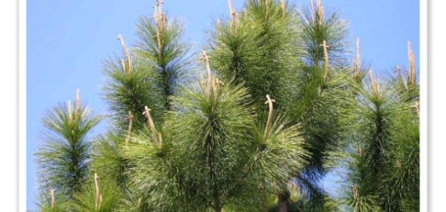 أهمية النباتات مغطاة البذور صورة مقال أهمية النباتات مغطاة البذور