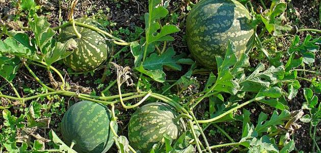 فوائد نبات الحنظل صورة مقال فوائد نبات الحنظل