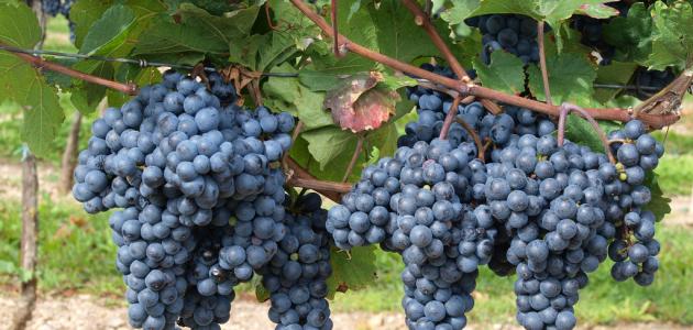 طرق زراعة العنب صورة مقال طرق زراعة العنب