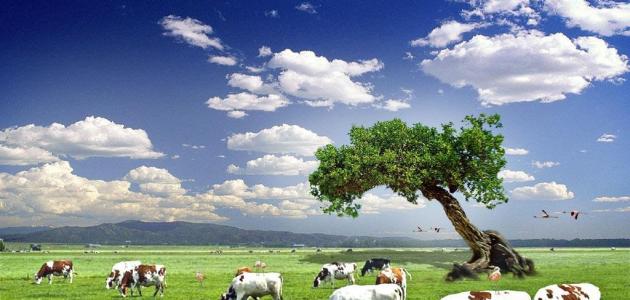 أقوال عن البيئة صورة مقال أقوال عن البيئة