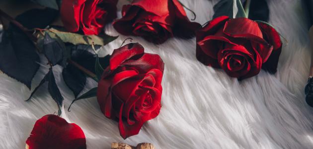 نزار قباني تناقضات قلبي صورة مقال نزار قباني تناقضات قلبي