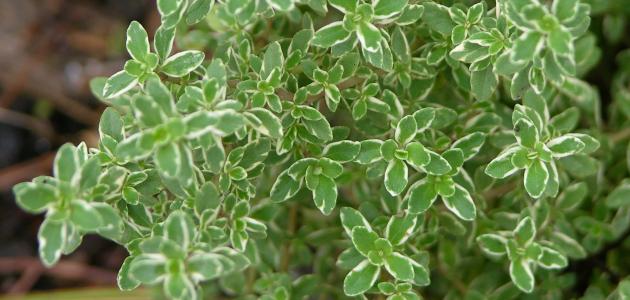 فوائد نبات الزعتر صورة مقال فوائد نبات الزعتر