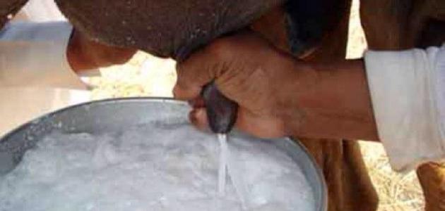 فوائد لبن الإبل للكبد صورة مقال فوائد لبن الإبل للكبد