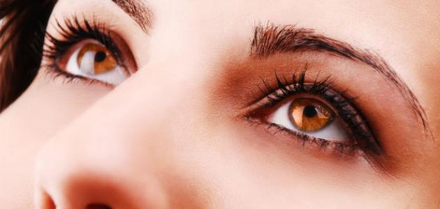 فوائد زبدة الشيا للهالات السوداء صورة مقال فوائد زبدة الشيا للهالات السوداء