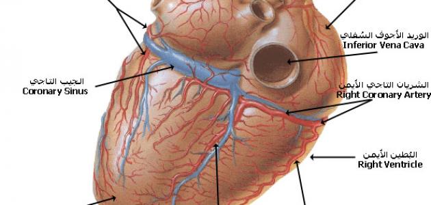أهمية القلب في جسم الإنسان صورة مقال أهمية القلب في جسم الإنسان