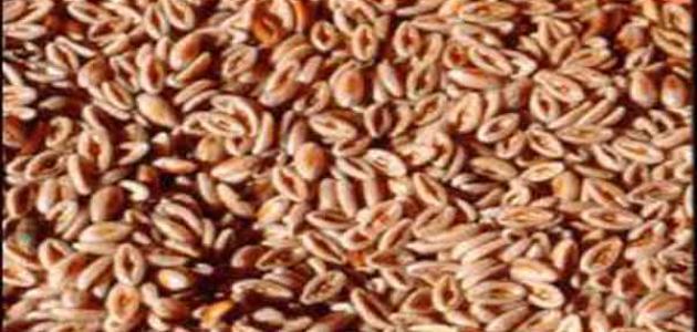 فوائد بذرة القاطونة للشعر صورة مقال فوائد بذرة القاطونة للشعر