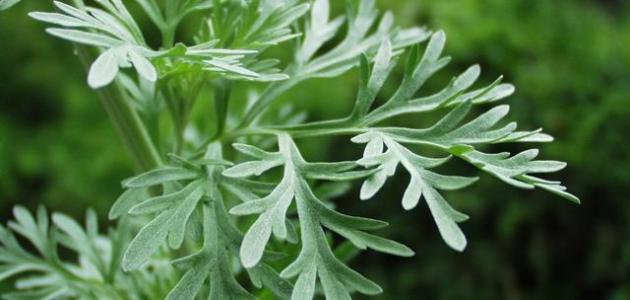 فوائد عشبة الشيبة صورة مقال فوائد عشبة الشيبة