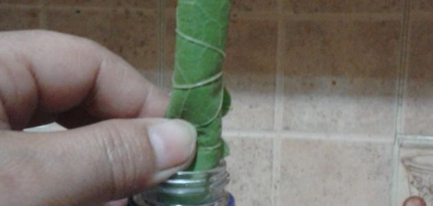 طريقة كبس ورق العنب بالماء والملح صورة مقال طريقة كبس ورق العنب بالماء والملح