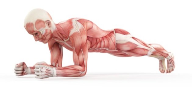 كم عدد عضلات جسم الانسان صورة مقال كم عدد عضلات جسم الانسان