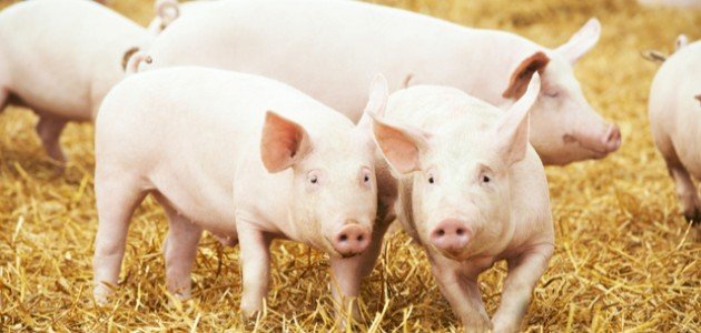 لماذا حرم الله لحم الخنزير صورة مقال لماذا حرم الله لحم الخنزير