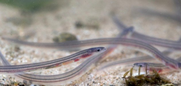 ثعبان البحر الشفاف صورة مقال ثعبان البحر الشفاف