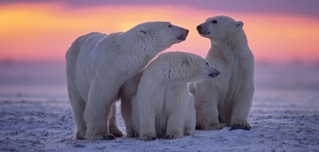 أين يعيش الدب القطبي صورة مقال أين يعيش الدب القطبي