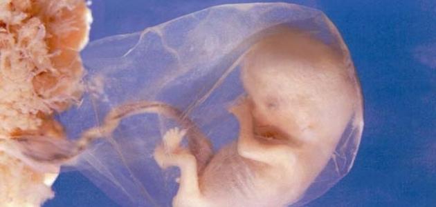 كيف خلق الإنسان صورة مقال كيف خلق الإنسان