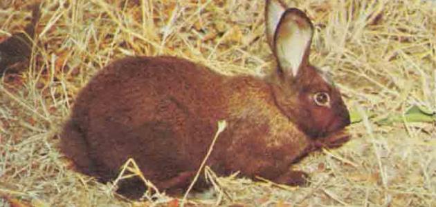 أين يعيش الأرنب صورة مقال أين يعيش الأرنب