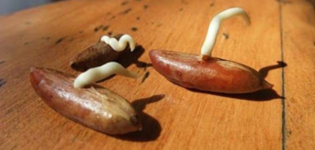 طريقة استخدام نواة التمر للشعر صورة مقال طريقة استخدام نواة التمر للشعر