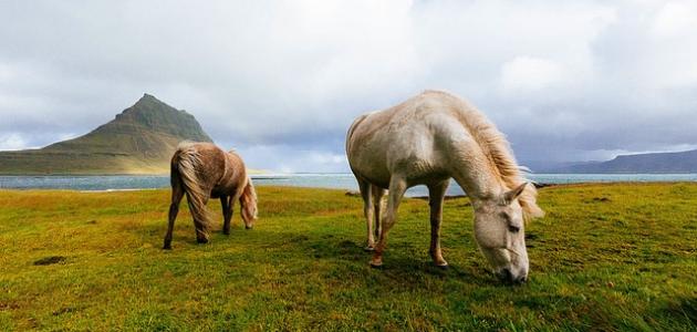 أين يعيش الحصان صورة مقال أين يعيش الحصان