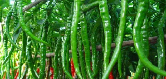 كيف يزرع الفلفل صورة مقال كيف يزرع الفلفل