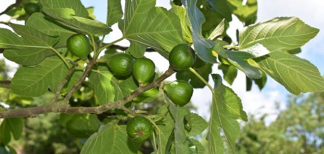 كيفية زراعة التين صورة مقال كيفية زراعة التين