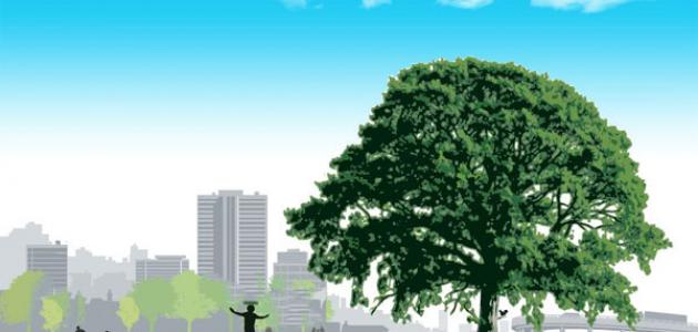 فوائد الشجر وكيفية المحافظة عليه صورة مقال فوائد الشجر وكيفية المحافظة عليه