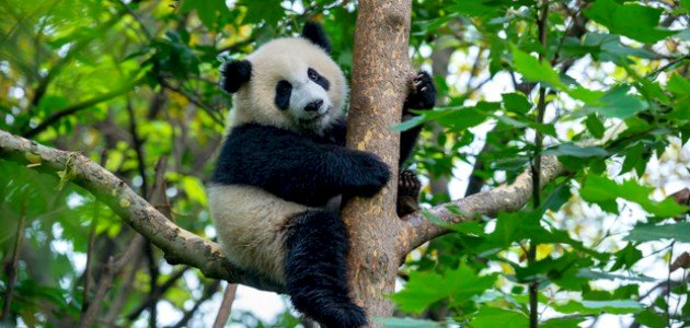 أين يعيش الباندا صورة مقال أين يعيش الباندا