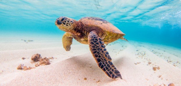 أين تعيش السلحفاة صورة مقال أين تعيش السلحفاة