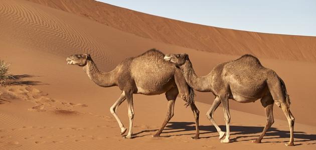 أين يعيش الجمل صورة مقال أين يعيش الجمل