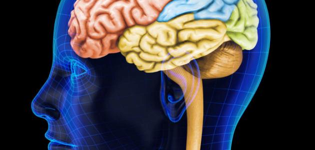 أين يوجد العقل في جسم الإنسان صورة مقال أين يوجد العقل في جسم الإنسان