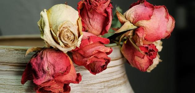 كلام عن فراق الحبيب صورة مقال كلام عن فراق الحبيب