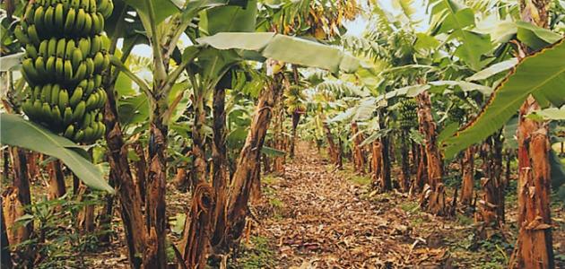 كيف تزرع الموز صورة مقال كيف تزرع الموز