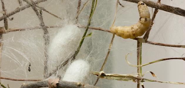 تربية دودة القز صورة مقال تربية دودة القز