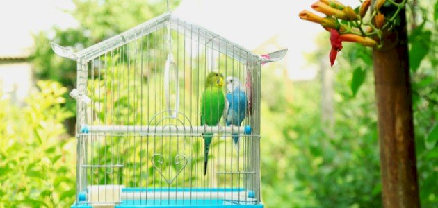 تربية طيور الزينة صورة مقال تربية طيور الزينة