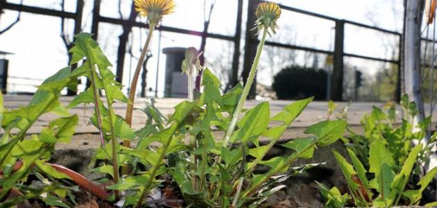 كيف تمتص النباتات الماء صورة مقال كيف تمتص النباتات الماء