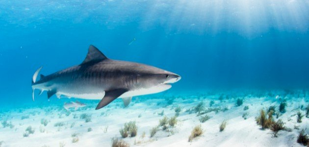 أين يعيش سمك القرش صورة مقال أين يعيش سمك القرش