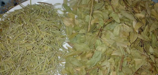 طريقة استخدام عشبة الآس للشعر صورة مقال طريقة استخدام عشبة الآس للشعر