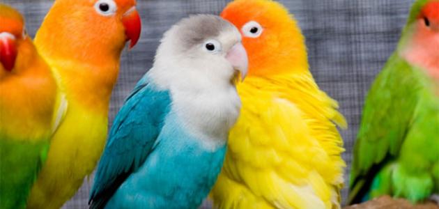 خواطر عن الطيور صورة مقال خواطر عن الطيور