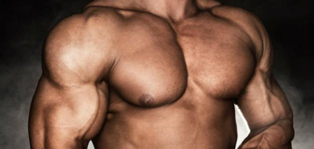 كيف تحصل العضلات على الطاقة اللازمة لانقباضها وانبساطها صورة مقال كيف تحصل العضلات على الطاقة اللازمة لانقباضها وانبساطها