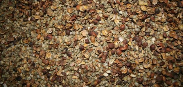 فوائد شرب قشر القهوة صورة مقال فوائد شرب قشر القهوة