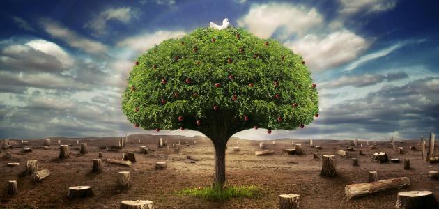 كيف نحافظ على الأشجار صورة مقال كيف نحافظ على الأشجار