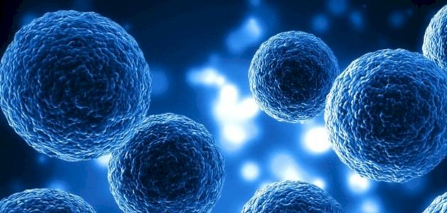 بحث عن تكاثر الخلايا صورة مقال بحث عن تكاثر الخلايا