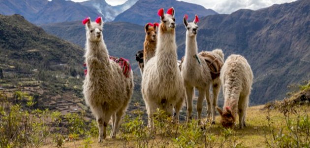 أين يوجد حيوان اللاما صورة مقال أين يوجد حيوان اللاما