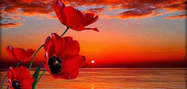 خواطر عابرة صورة مقال خواطر عابرة