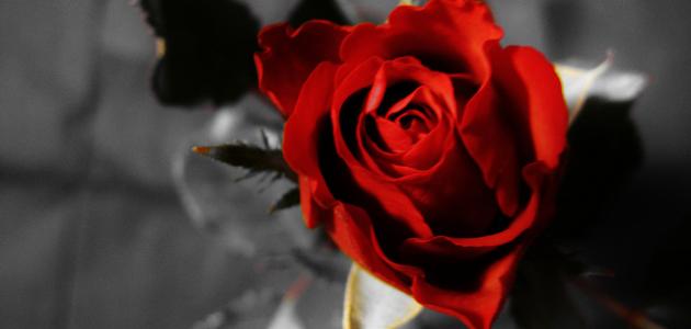 كلمات في الحب و الخيانة صورة مقال كلمات في الحب و الخيانة