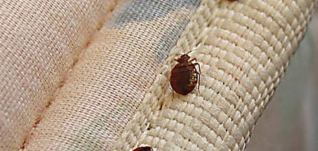 كيف أقضي على البق نهائياً صورة مقال كيف أقضي على البق نهائياً