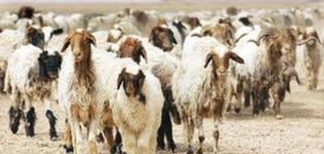 تربية الأغنام و كيفية تحسين إنتاجيتها صورة مقال تربية الأغنام و كيفية تحسين إنتاجيتها