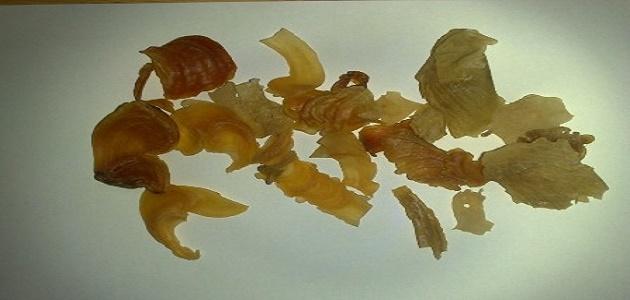 فوائد عشبة كثيرة صورة مقال فوائد عشبة كثيرة