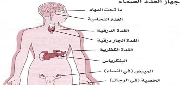 أين توجد الغدد في جسم الإنسان صورة مقال أين توجد الغدد في جسم الإنسان