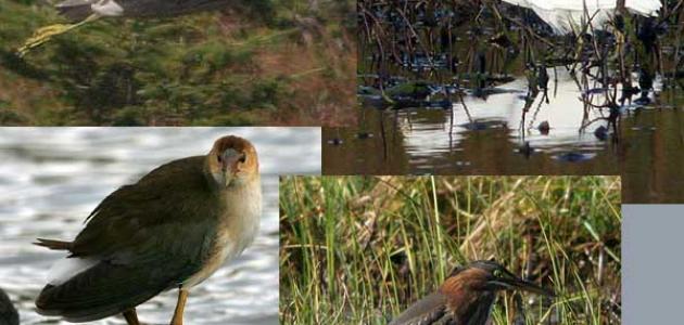 أين تعيش الطيور صورة مقال أين تعيش الطيور